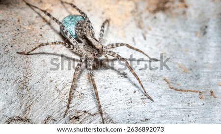 big spider on tree, macro