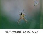 big spider on web