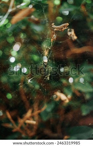 Similar – grünes Moos auf der Rinde eines Baumes mit Bokeh-Hintergrund