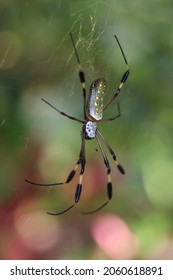 big spider in the web
