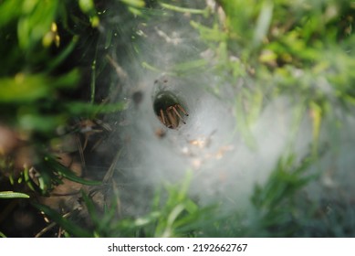 
big spider in the web
