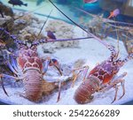 big spiny lobster  have two large antennae