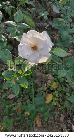big Srilankan white rose and plant