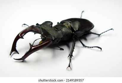 Big Stag Beetle Lucanus Cervus Isolated On White. Lucanidae. Coleoptera. Entomology.