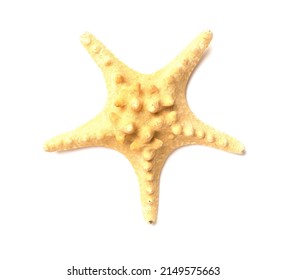 biggest starfish in the world