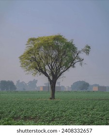a big stemed tree with small leaves