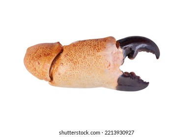 Big Stone Crab Claw Isolated On White Background