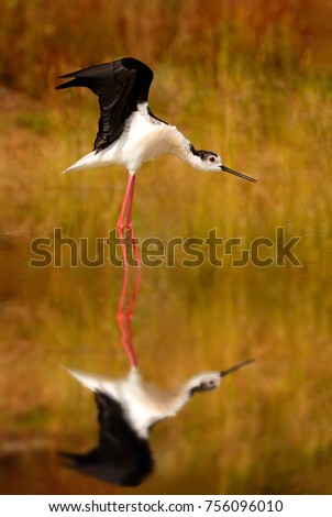 Similar – Image, Stock Photo bird Beautiful Ocean