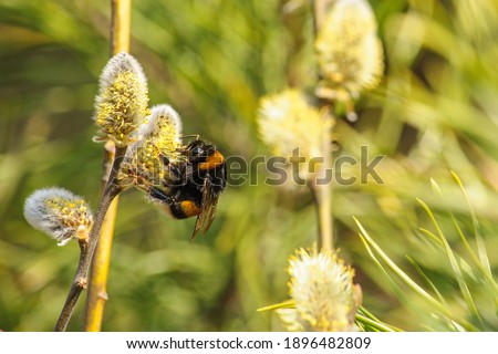 Big striped bumblebee on a branch of blossoming pussy willow close up