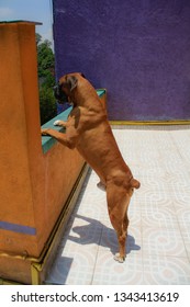 Big Strong Boxer Dog Waiting For His Owner To Come Back, Loyalty Concept