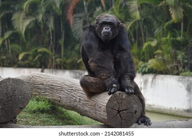 Big strong Chimpanzee front facing looking sitting on a tree log.  Big primate with intelligence and emotion almost humane.