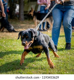  Big strong Rottweiler dog pulls the leash in the outdoors, workout strength and endurance. 
