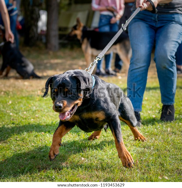 are rottweilers strong dogs