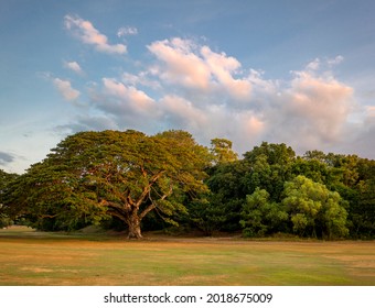 Big Strong Tree On The Meadow Under The Blue Sky.