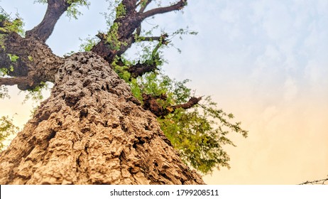 Big Strong  Tree Trunk And Long Branches With Green Leaves. A Forest With The Sunlight Through The Trees. High Resolution Skyview Landscape.