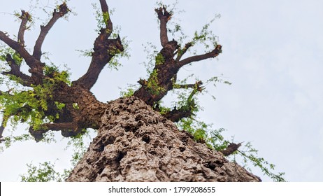 Big Strong  Tree Trunk And Long Branches With Green Leaves. A Forest With The Sunlight Through The Trees. High Resolution Skyview Landscape.