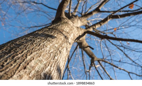 Big Strong Tree Without Leaves On A Blue Sky Background Bottom View