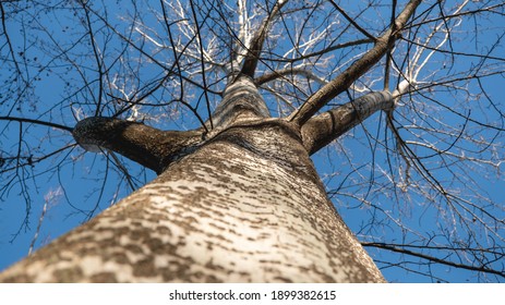 Big Strong Tree Without Leaves On A Blue Sky Background Bottom View