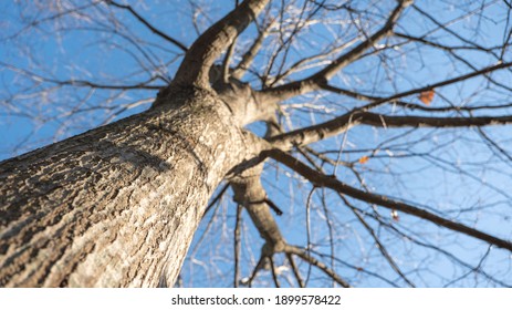 Big Strong Tree Without Leaves On A Blue Sky Background Bottom View