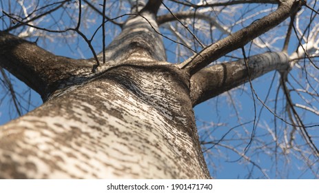 Big Strong Tree Without Leaves On A Blue Sky Background Bottom View