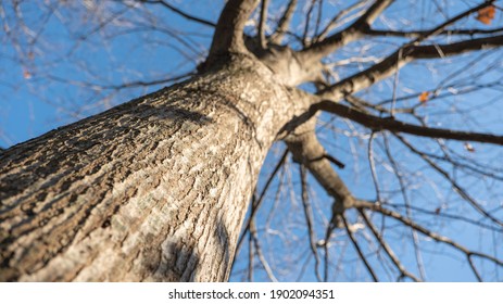 Big Strong Tree Without Leaves On A Blue Sky Background Bottom View