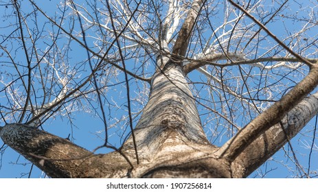 Big Strong Tree Without Leaves On A Blue Sky Background Bottom View