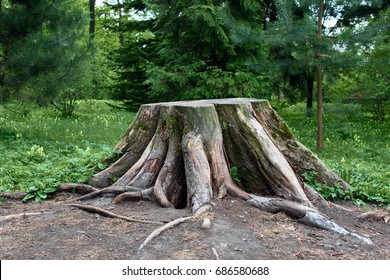 A big stump in the forest
