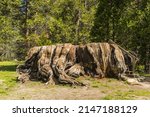 Big Stump (Mark Twain Stump)  in Sequoia National Park. California, USA