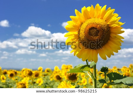 big sunflower in the field and sky