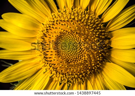 Similar – sunflowers Umwelt Natur