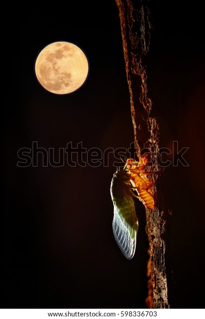 Big super moon\
in dark sky at night. Cicada coughing on mighty tree. Multiply\
exposure and Free space for\
text.