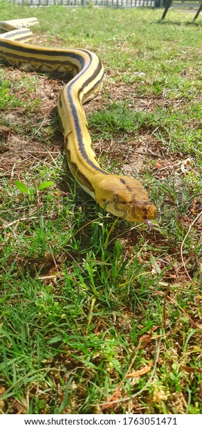 reticulated python full grown