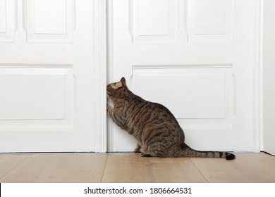cat door for inside door