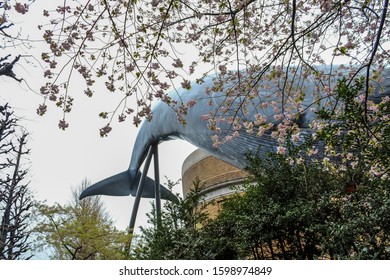 A Big Tale Of Real Size Of Blue Whale At The National Science Museum With Cherry Blossom Flower (Sakura) In Front. 03.04.2013 Tokyo, Japan