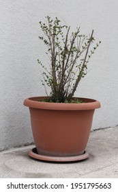 Big Tall Green Plant In A Big Brown Pot Standing Outdoors In The Yard. Vertical Image