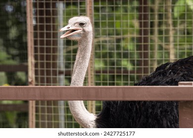 A big and tall ostrich always open it's mouth even while walking.