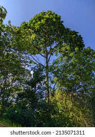 A Big Tall Tree With Dense Green Leaves During The Day With A Clear Blue Sky