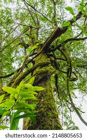 Big Tall Tree In Forest Or Large Root Green Tree.