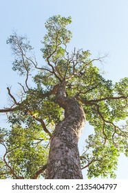 Big Tall Tree With Green Leaf In The Forest.