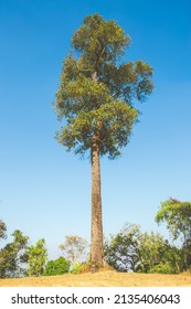 Big Tall Tree With Green Leaf In The Forest.