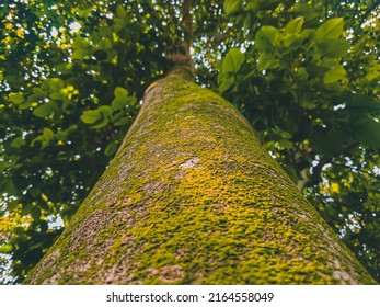 Big Tall Tree With Moss On Tree Trunk