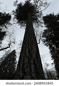 Big, Tall Tree in Oregon