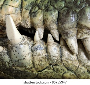 big teeth close up of a crocodile in the wilderness