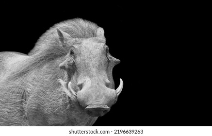 Big Teeth Warthog Face On The Black Background