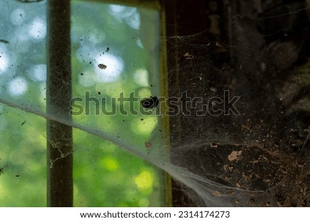 big thick cobweb on an old window