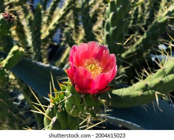 Big Thicket Blooming Cactus With Beautiful Red Flower 