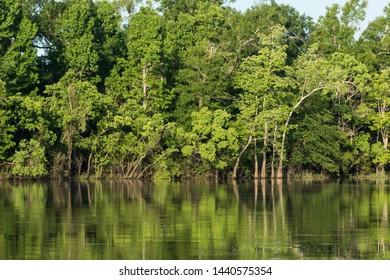 Big Thicket Reserve In Texas USA