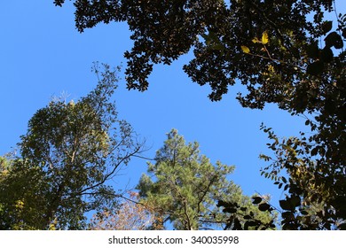 Big Thicket Skyline, Big Thicket National Preserve, Texas