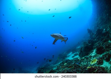 Big Thresher Shark And A Diver In Malapascua, Philippines