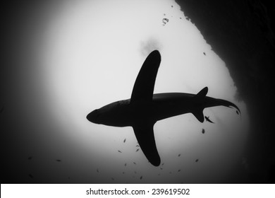 Big Thresher Shark Silhouette View From Below In Malapascua, Philpiines